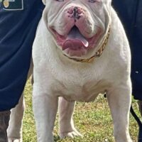 Dog Featured Image