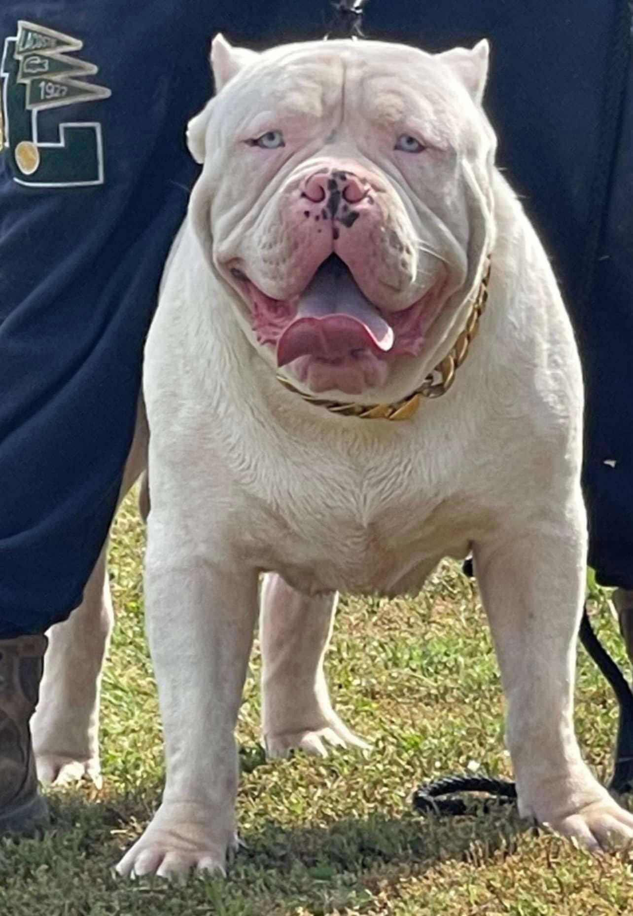Dog Featured Image