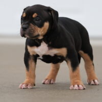 Dog Featured Image