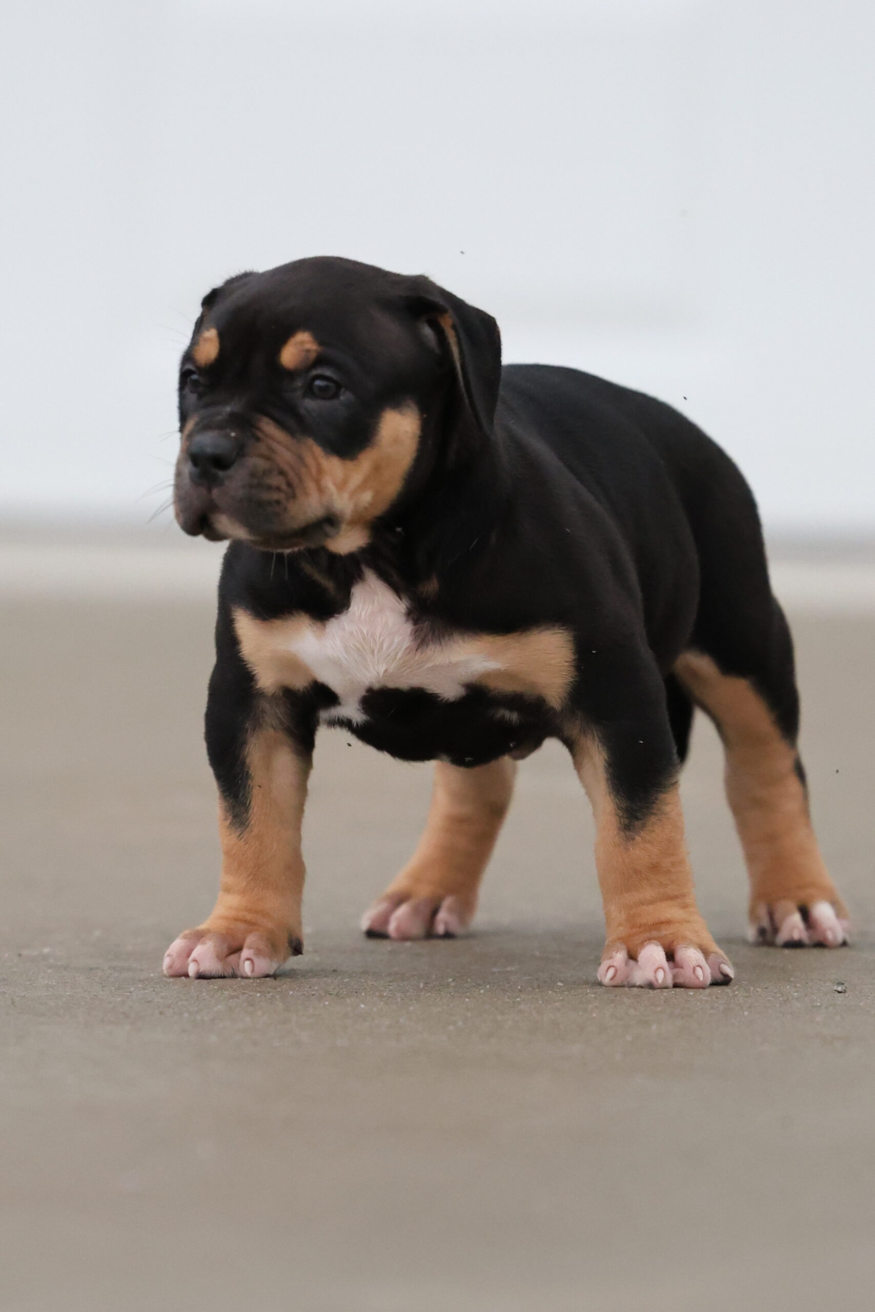 Dog Featured Image