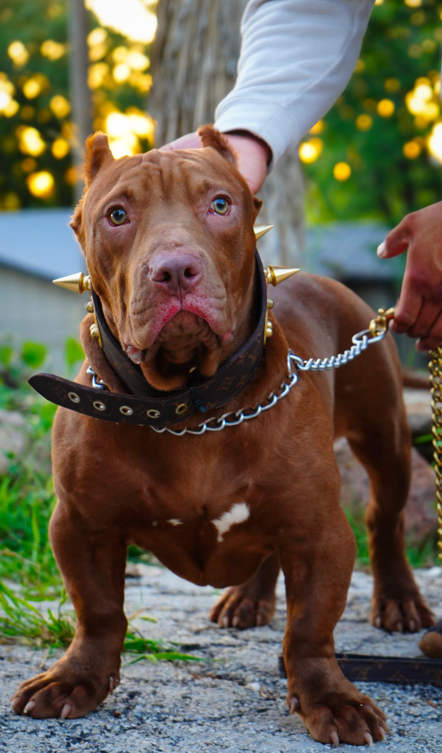 Dog Featured Image