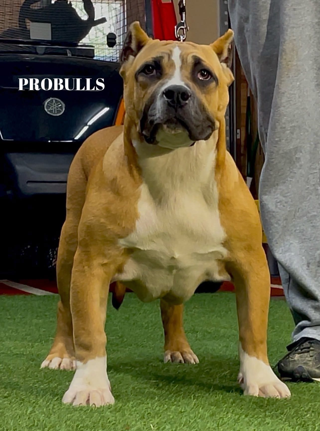 Dog Featured Image
