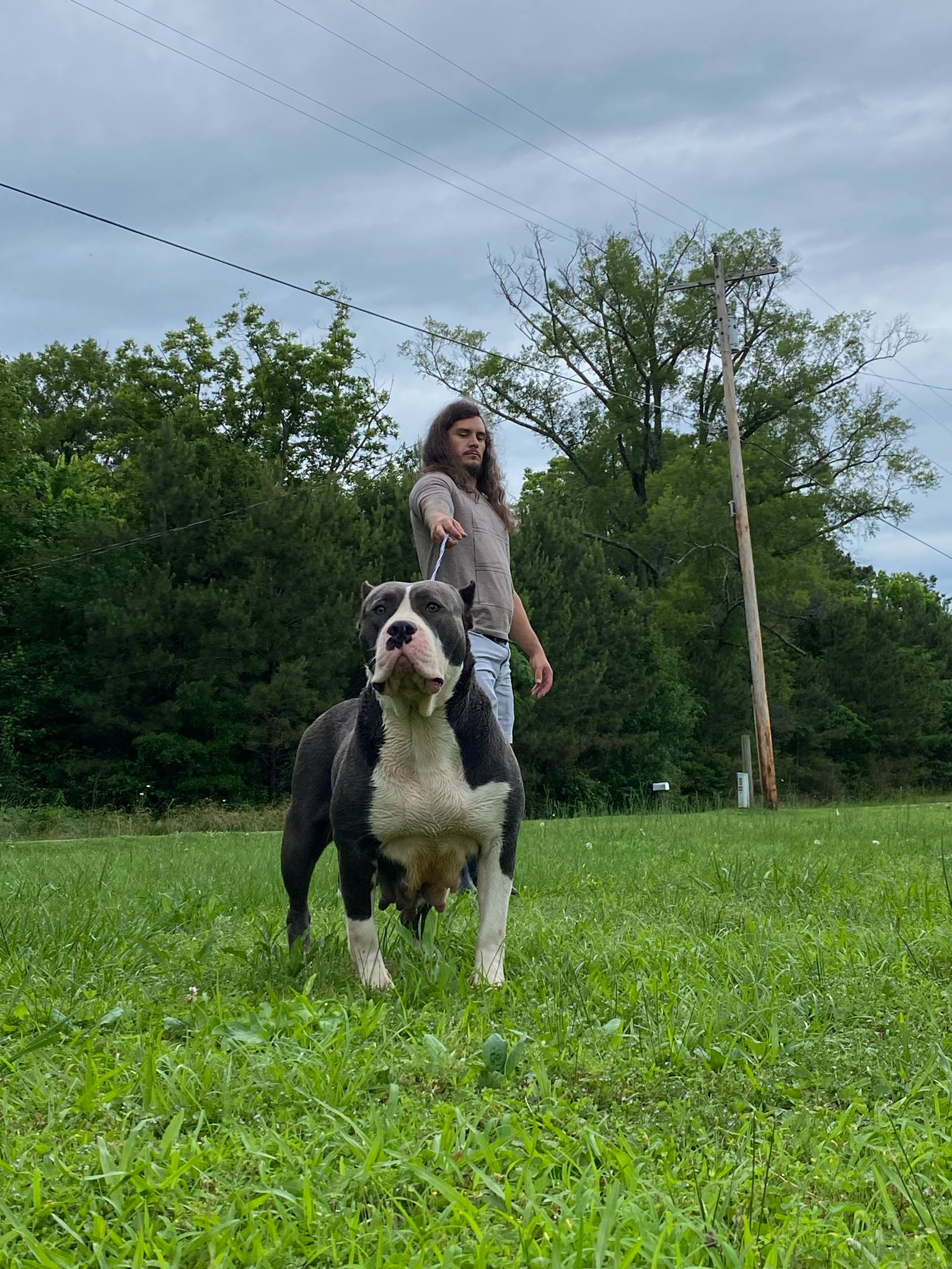 Dog Featured Image
