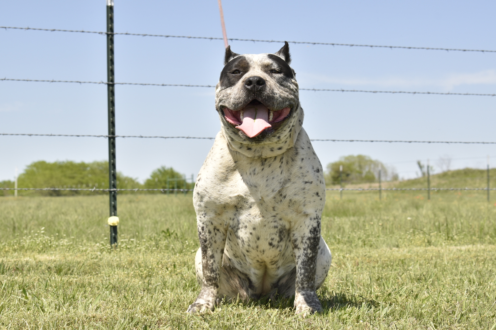 Dog Featured Image