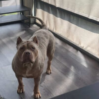 Dog Featured Image