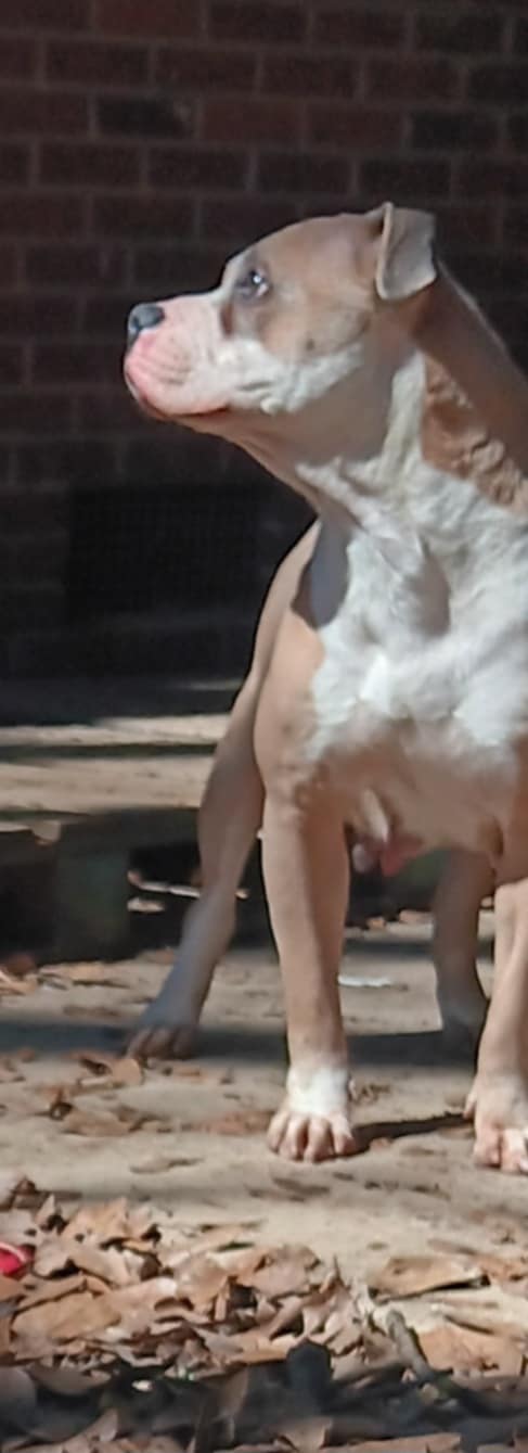 Dog Featured Image