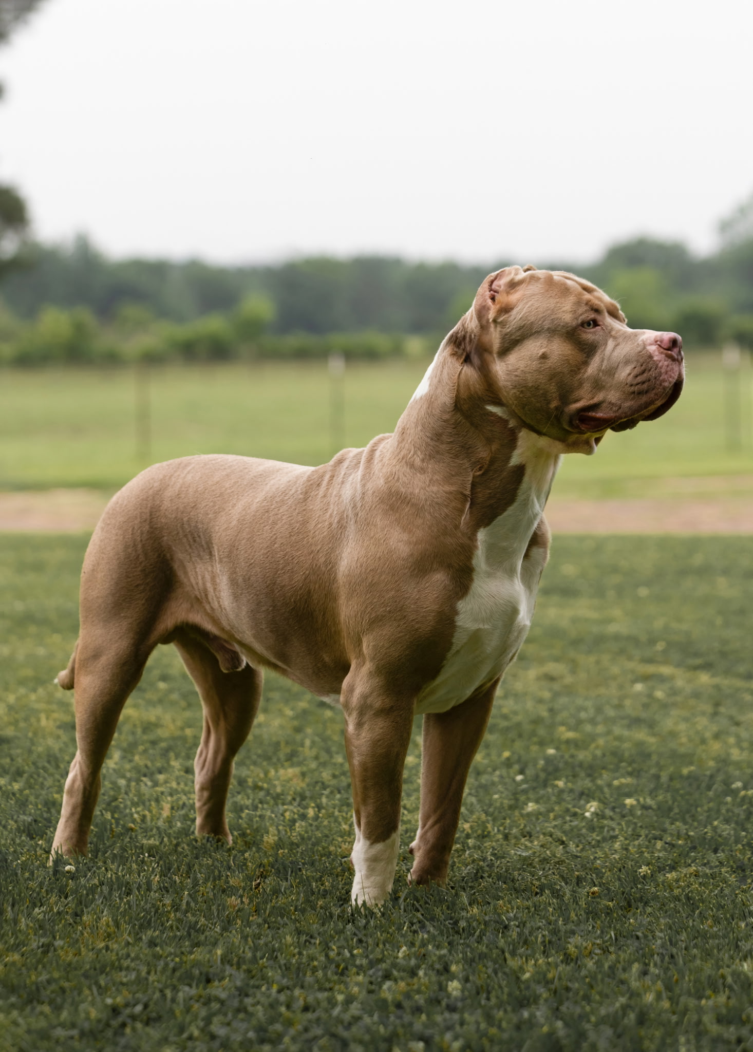 Dog Featured Image