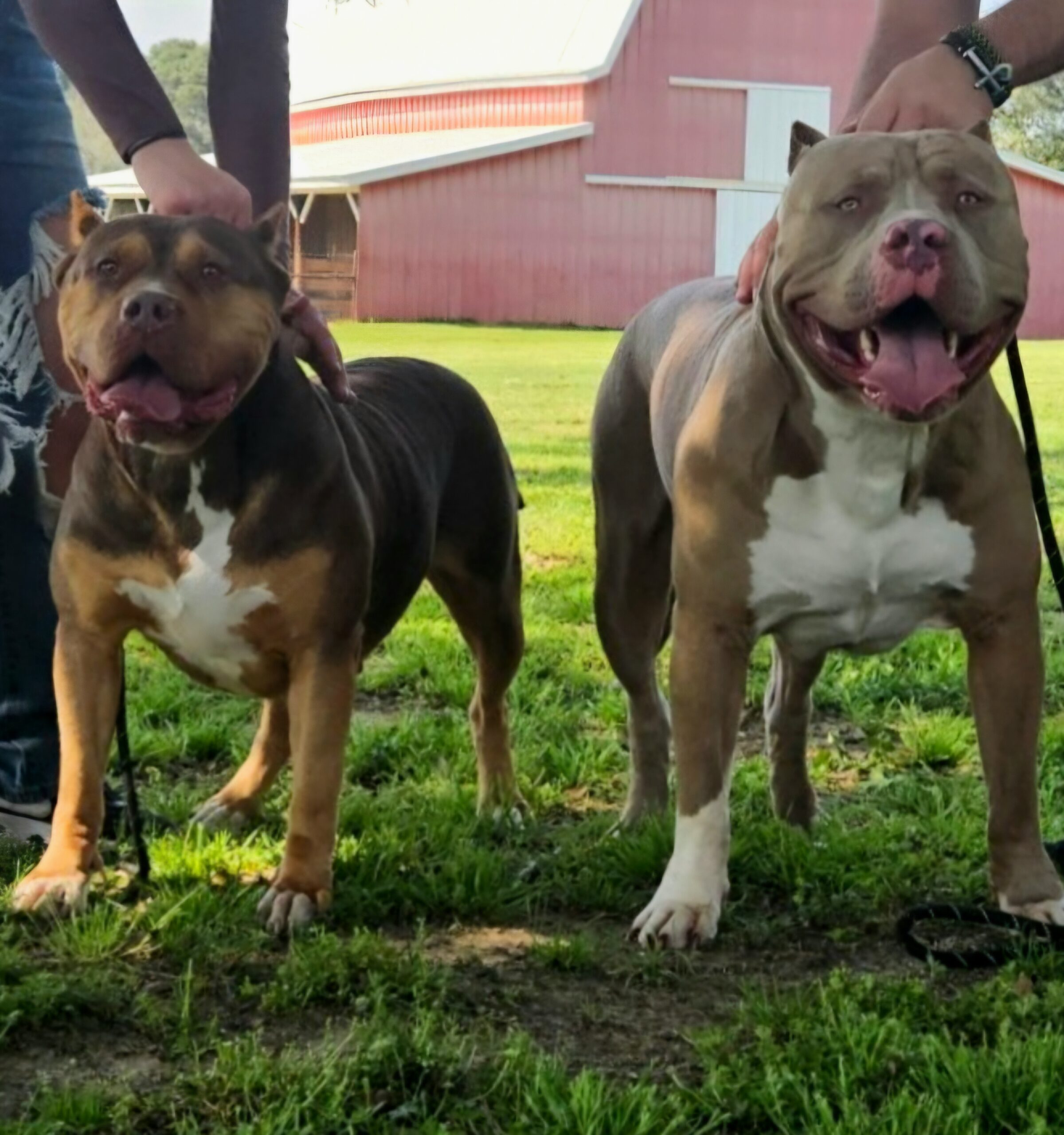 Dog Featured Image