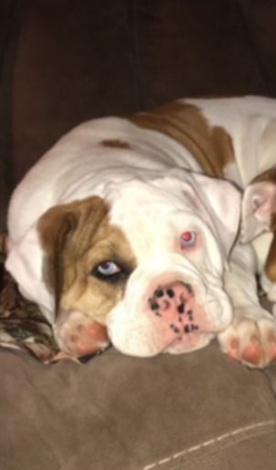 Dog Featured Image