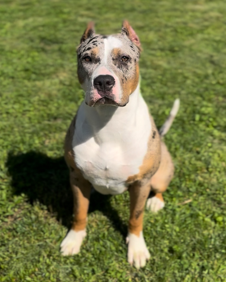 Dog Featured Image