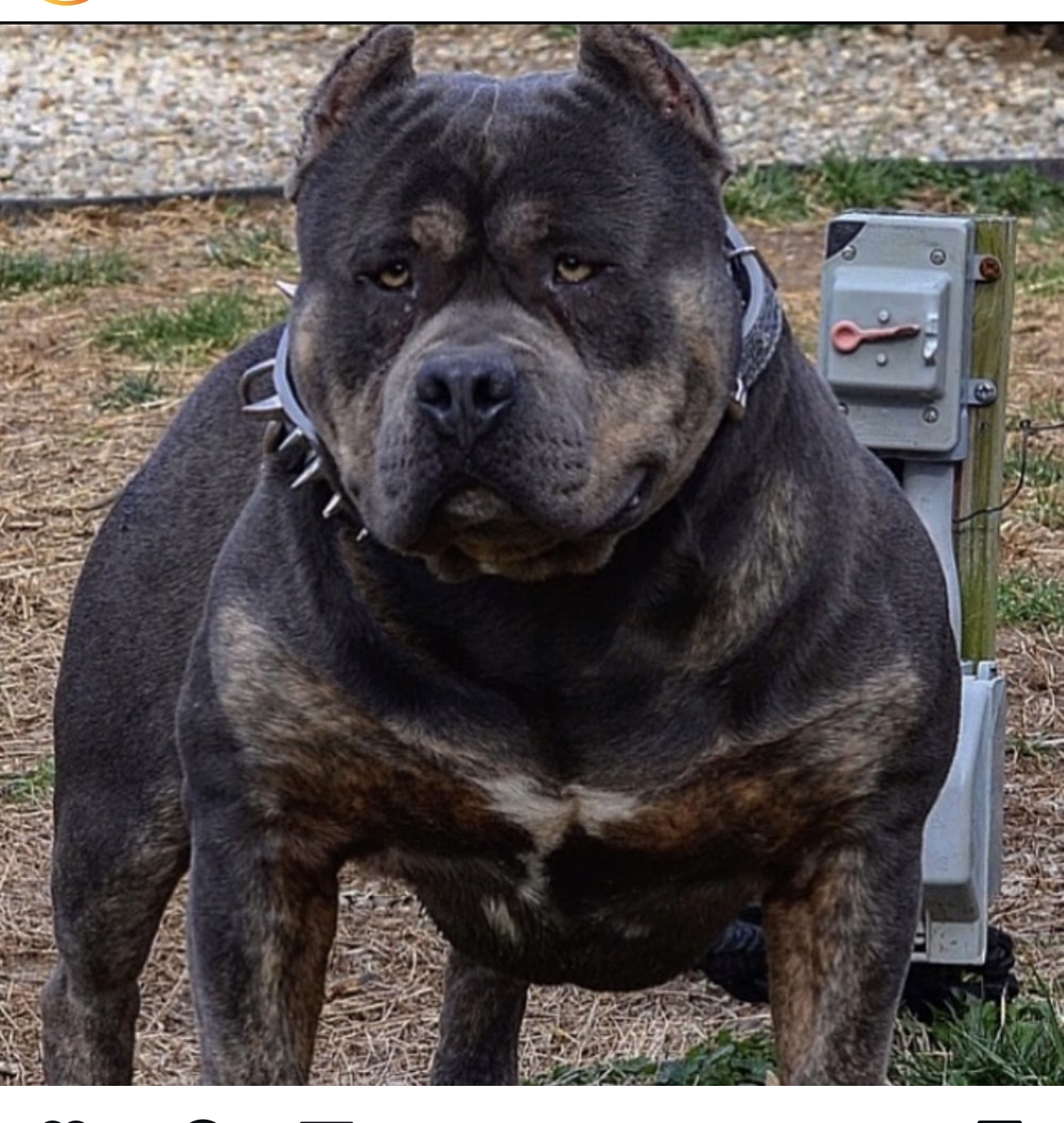 Dog Featured Image