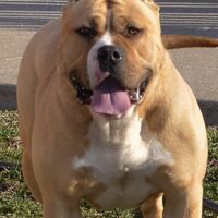 Dog Featured Image