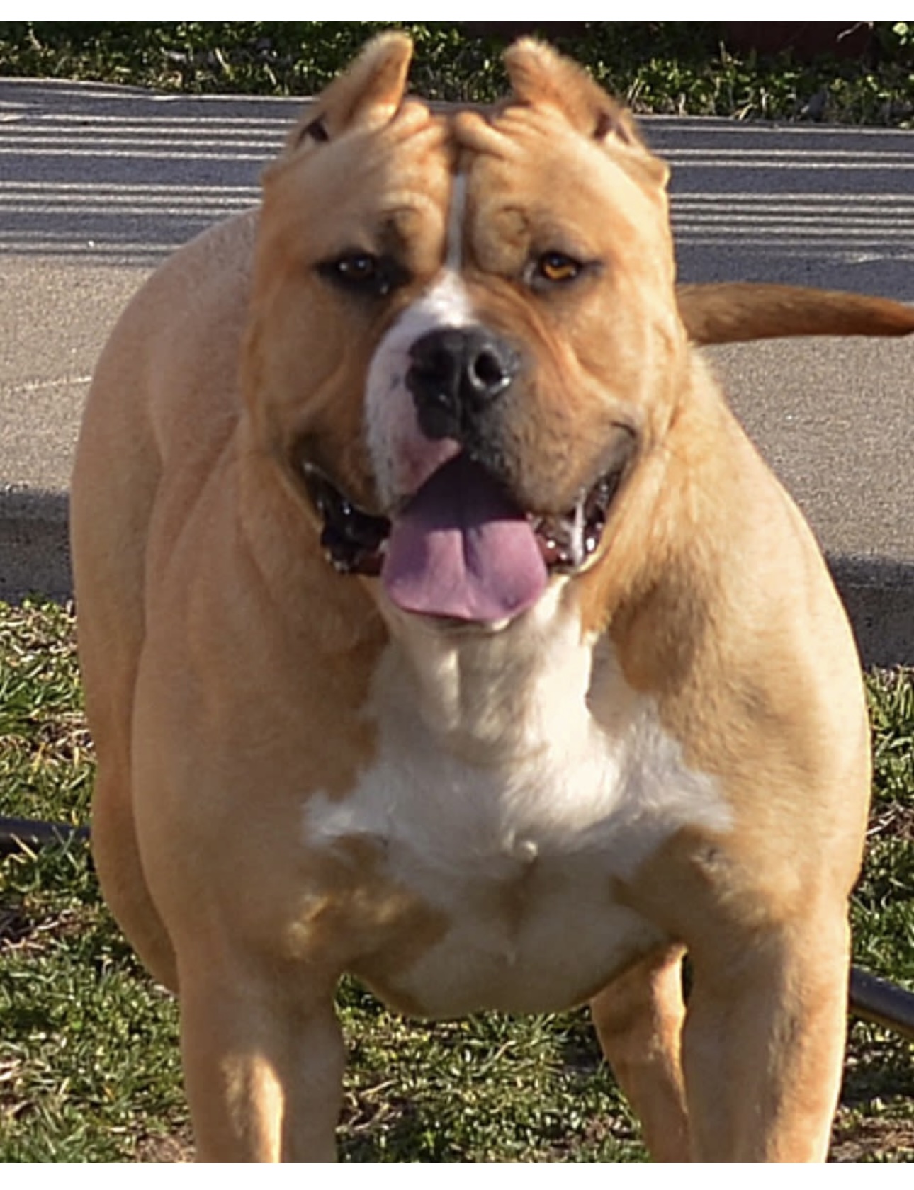 Dog Featured Image