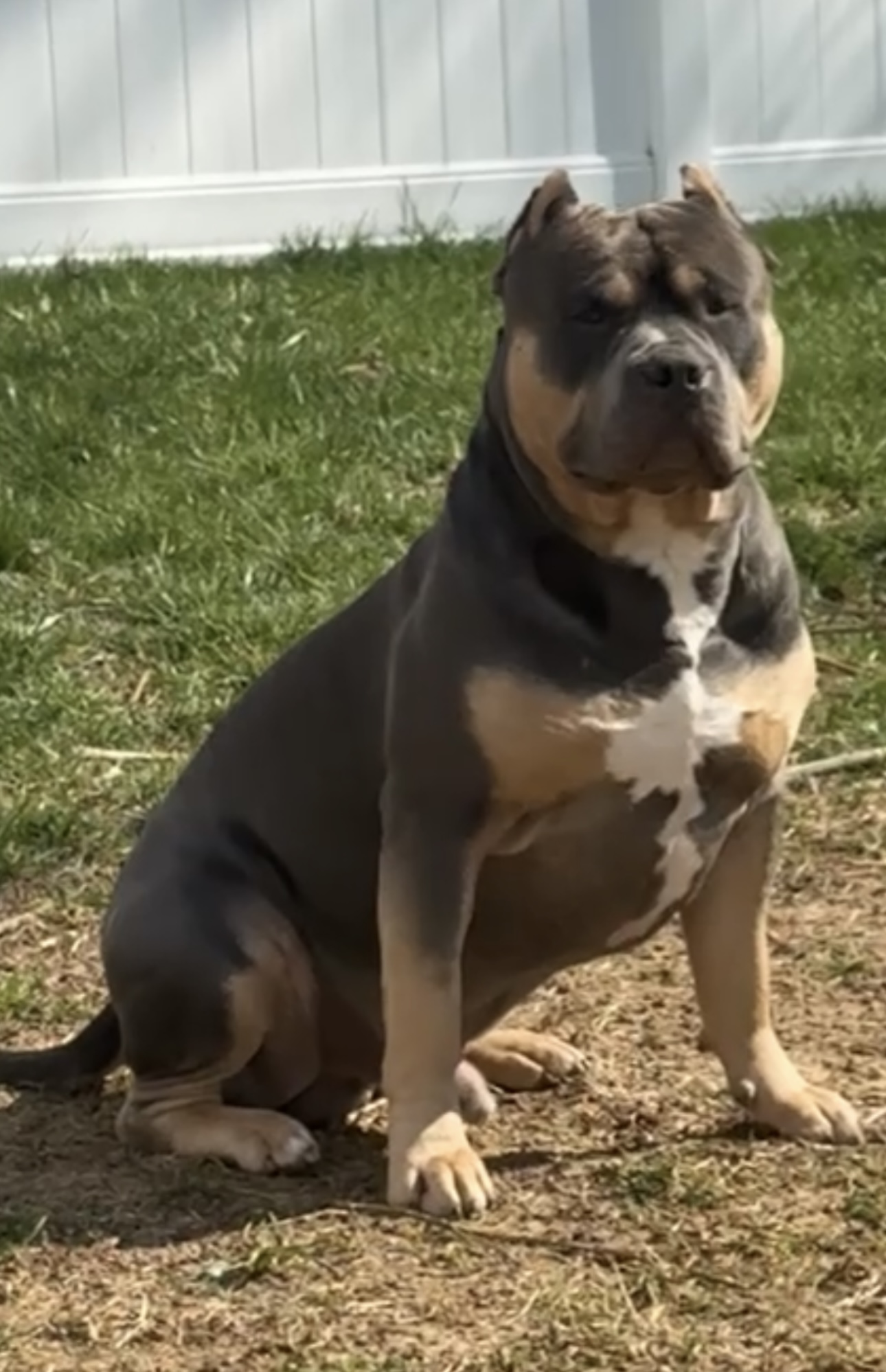 Dog Featured Image