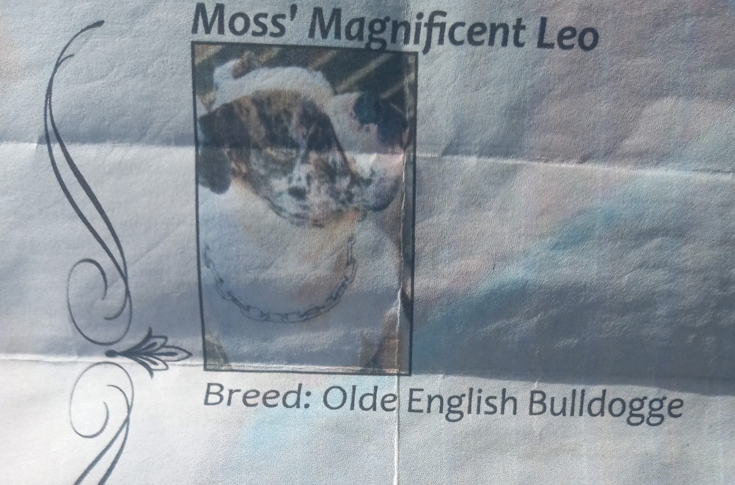 Dog Featured Image