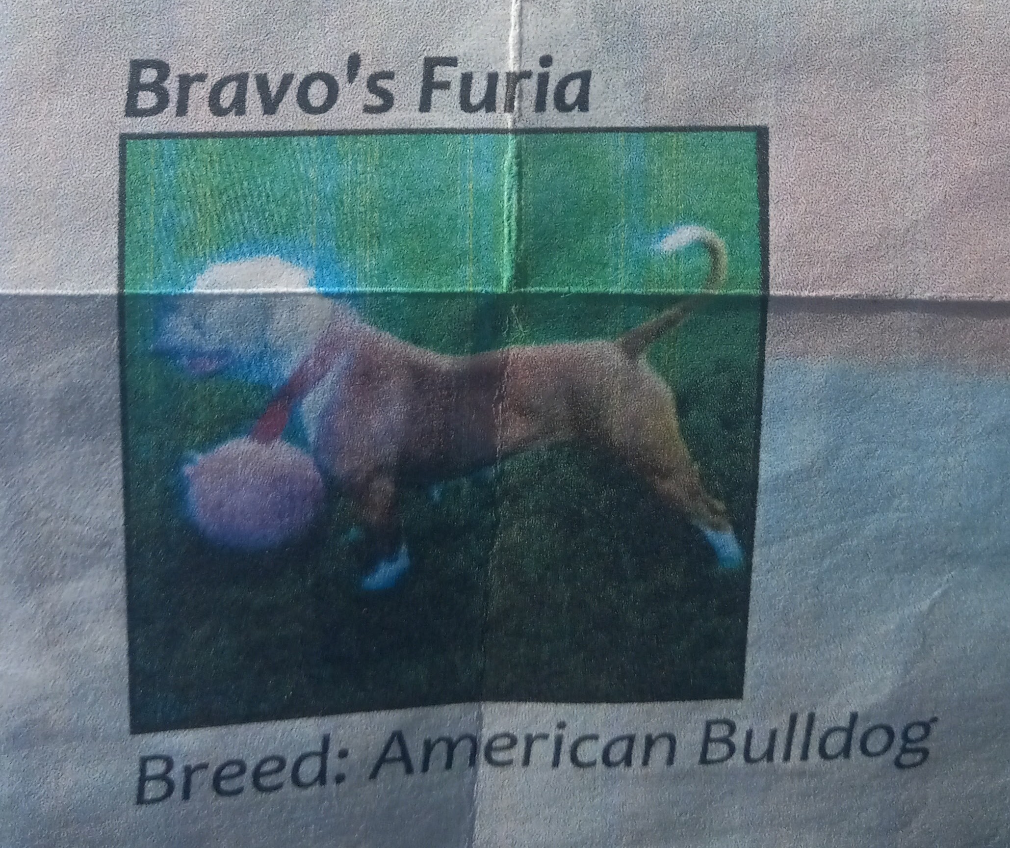 Dog Featured Image