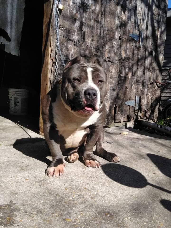 Dog Featured Image