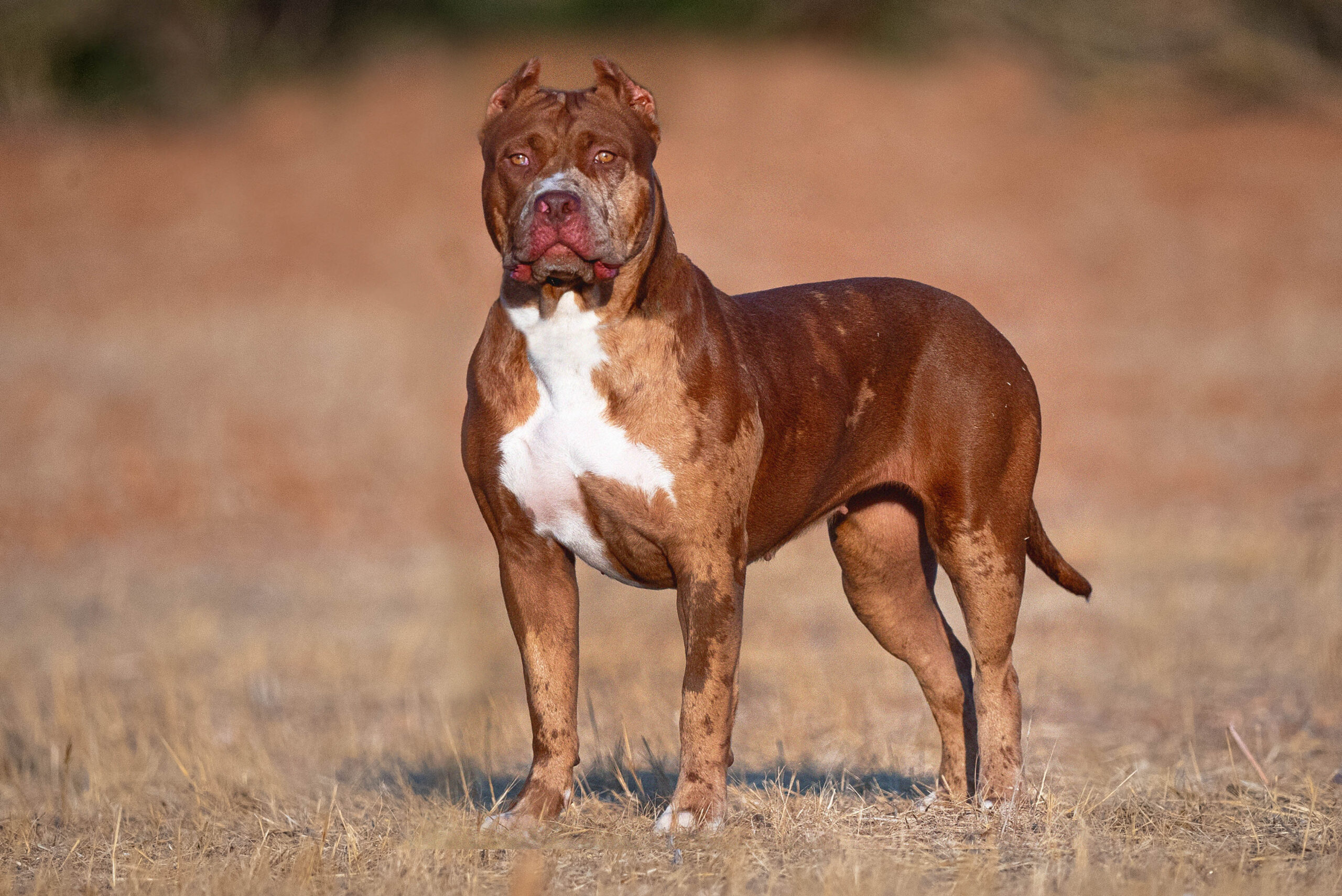 Dog Featured Image