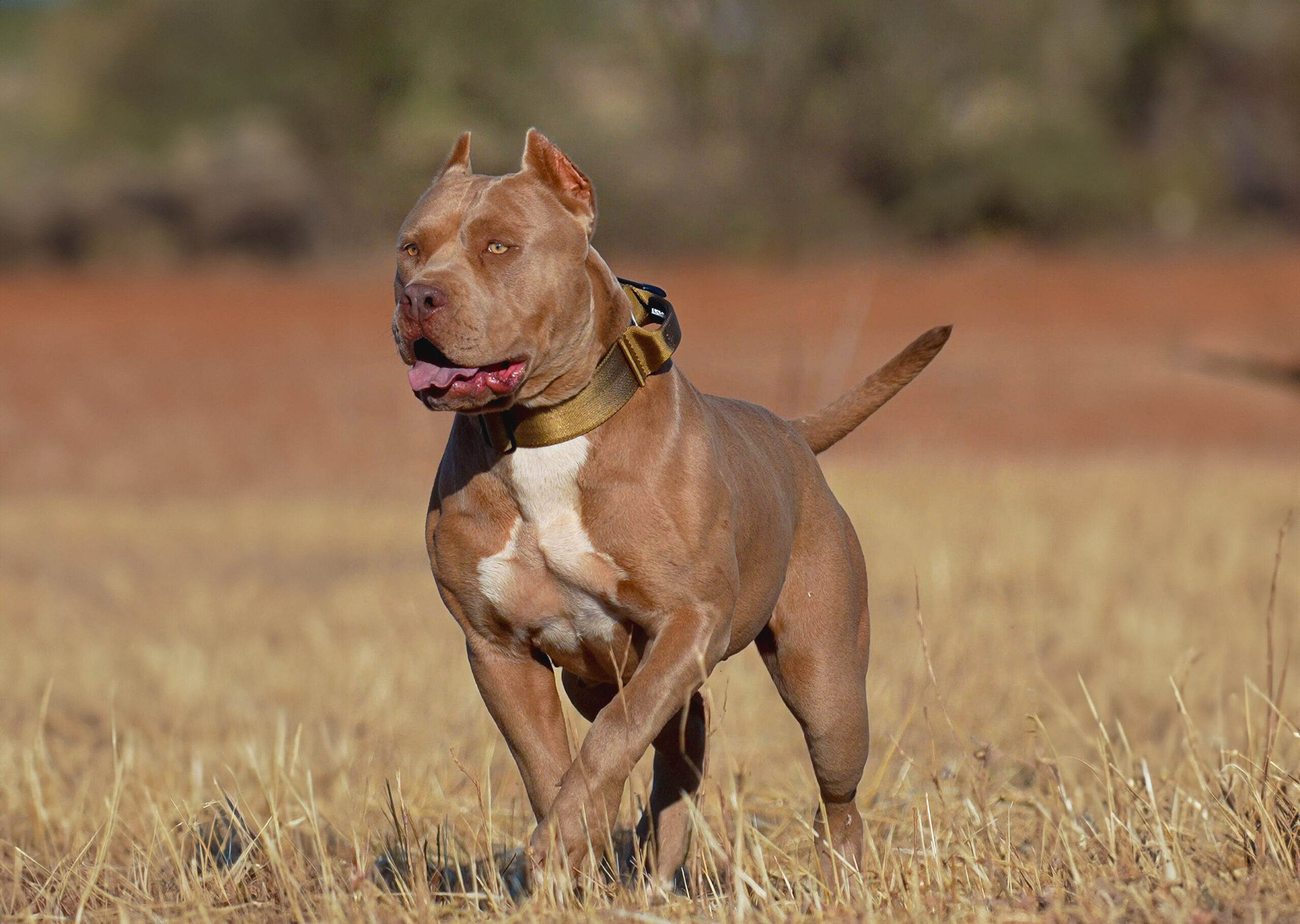 Dog Featured Image