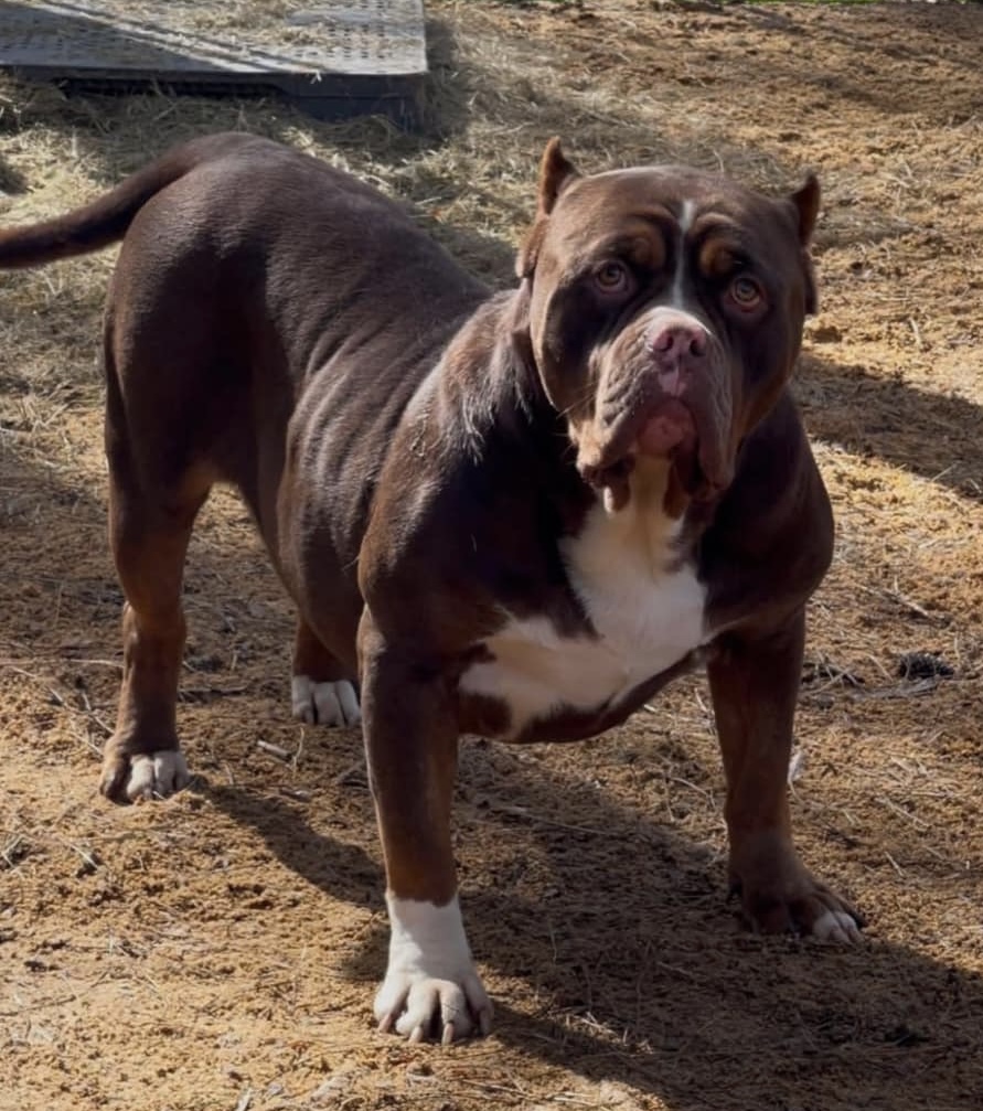 Dog Featured Image