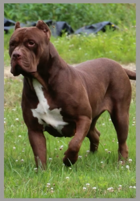 Dog Featured Image