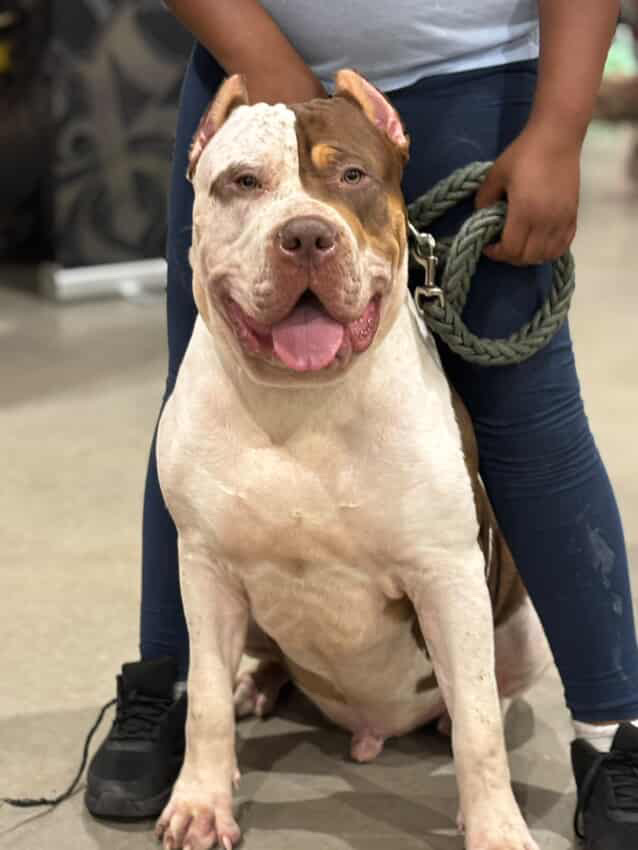 Dog Featured Image