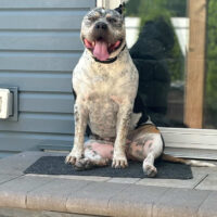 Dog Featured Image
