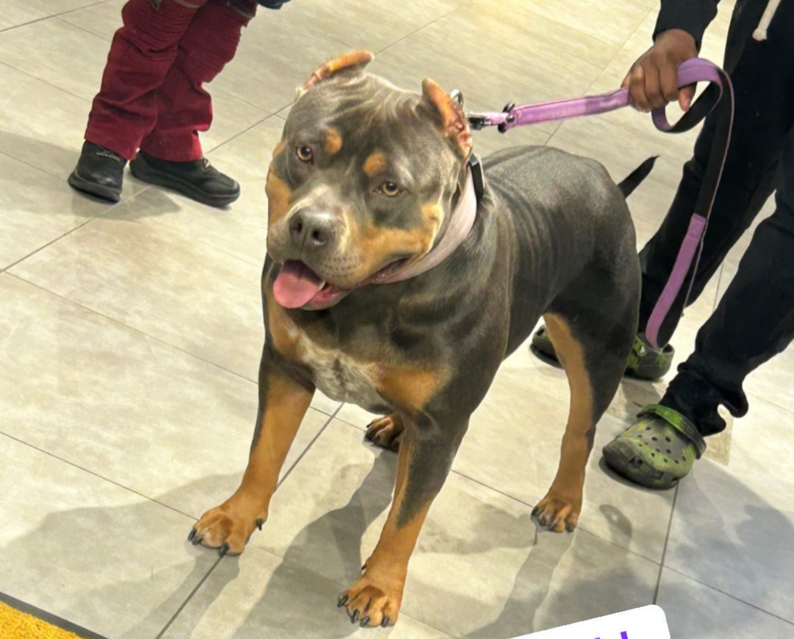 Dog Featured Image