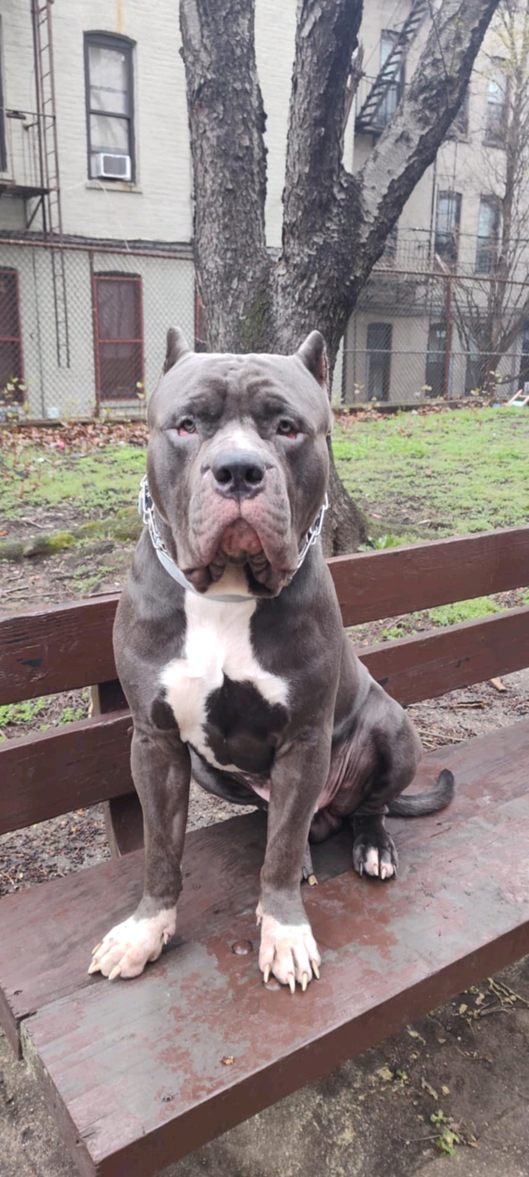 Dog Featured Image