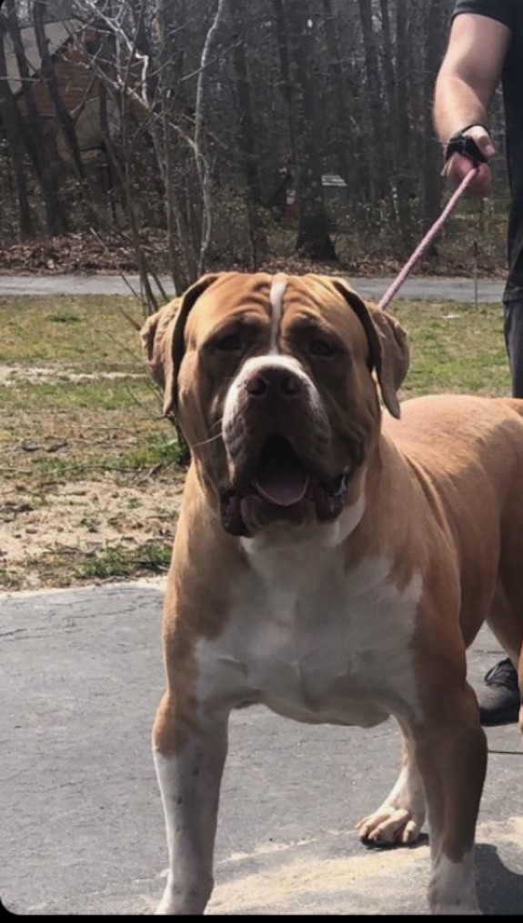 Dog Featured Image