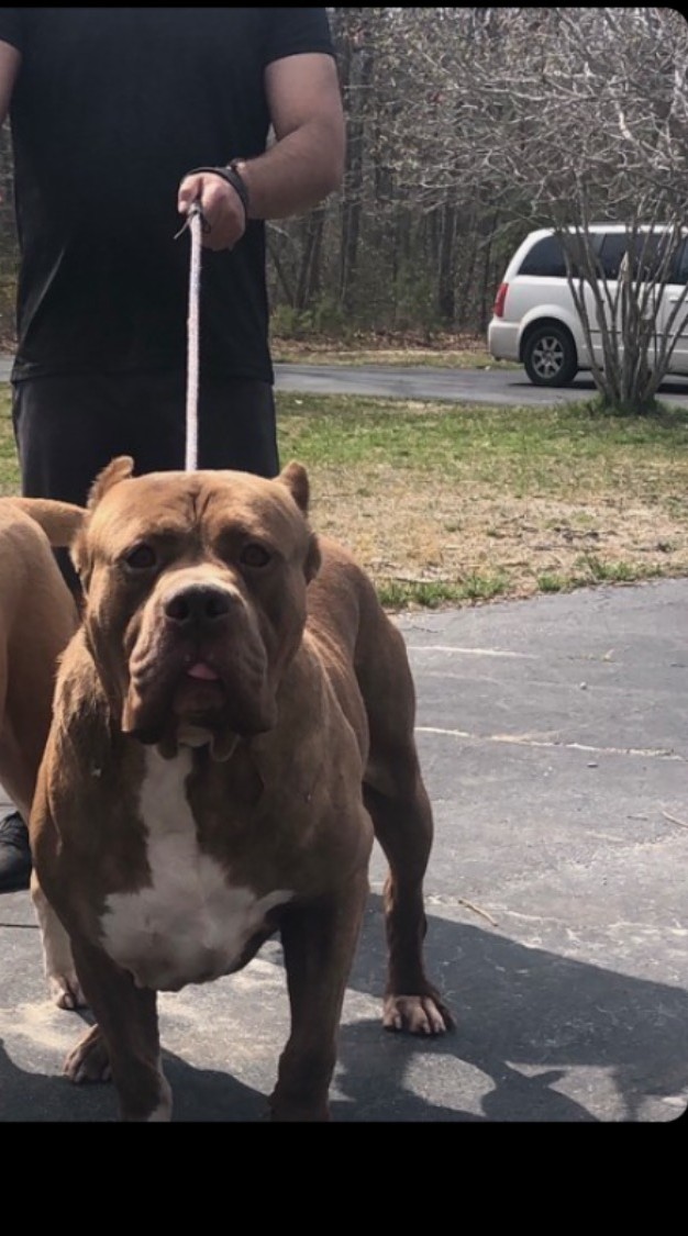 Dog Featured Image