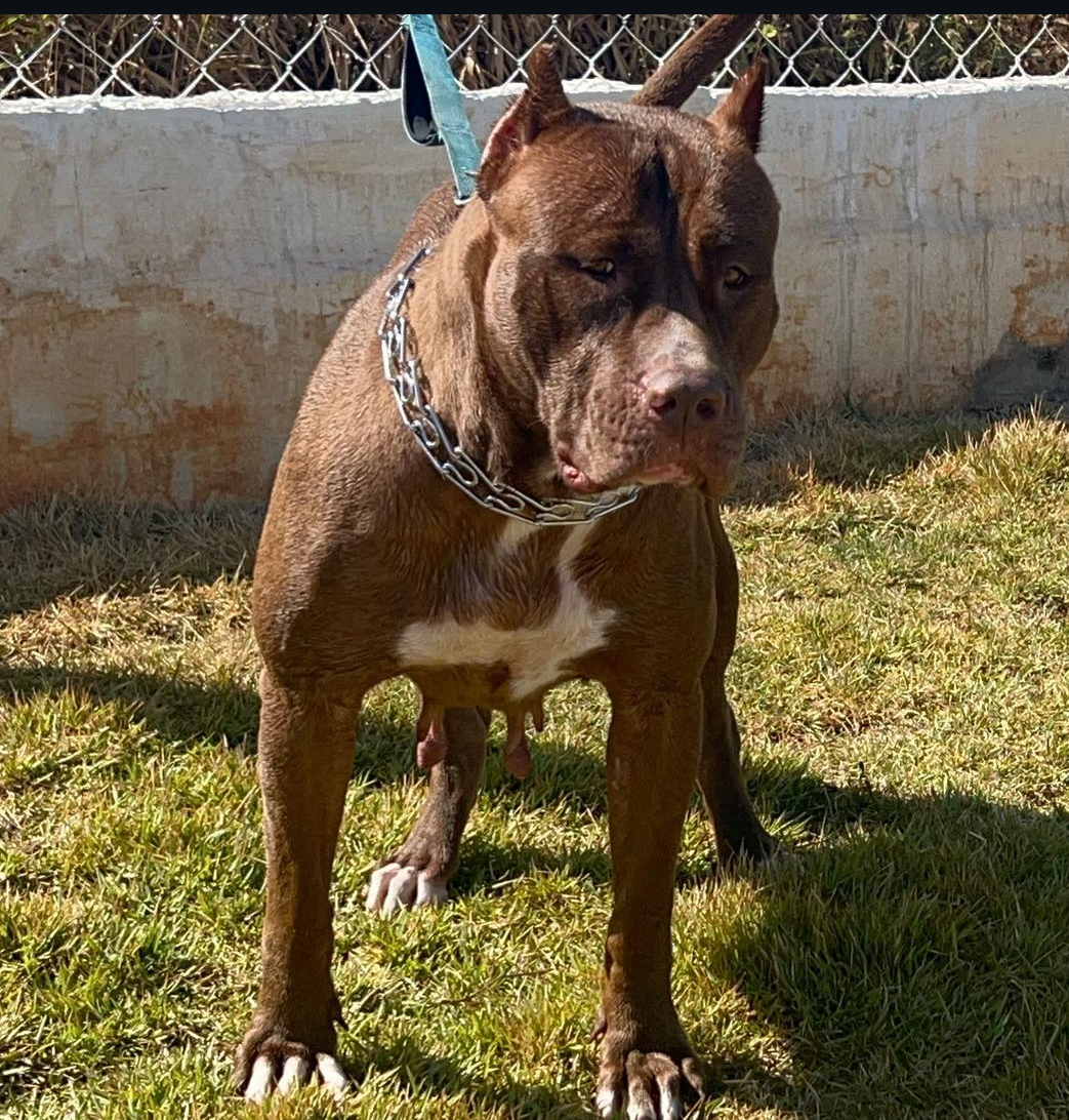 Dog Featured Image