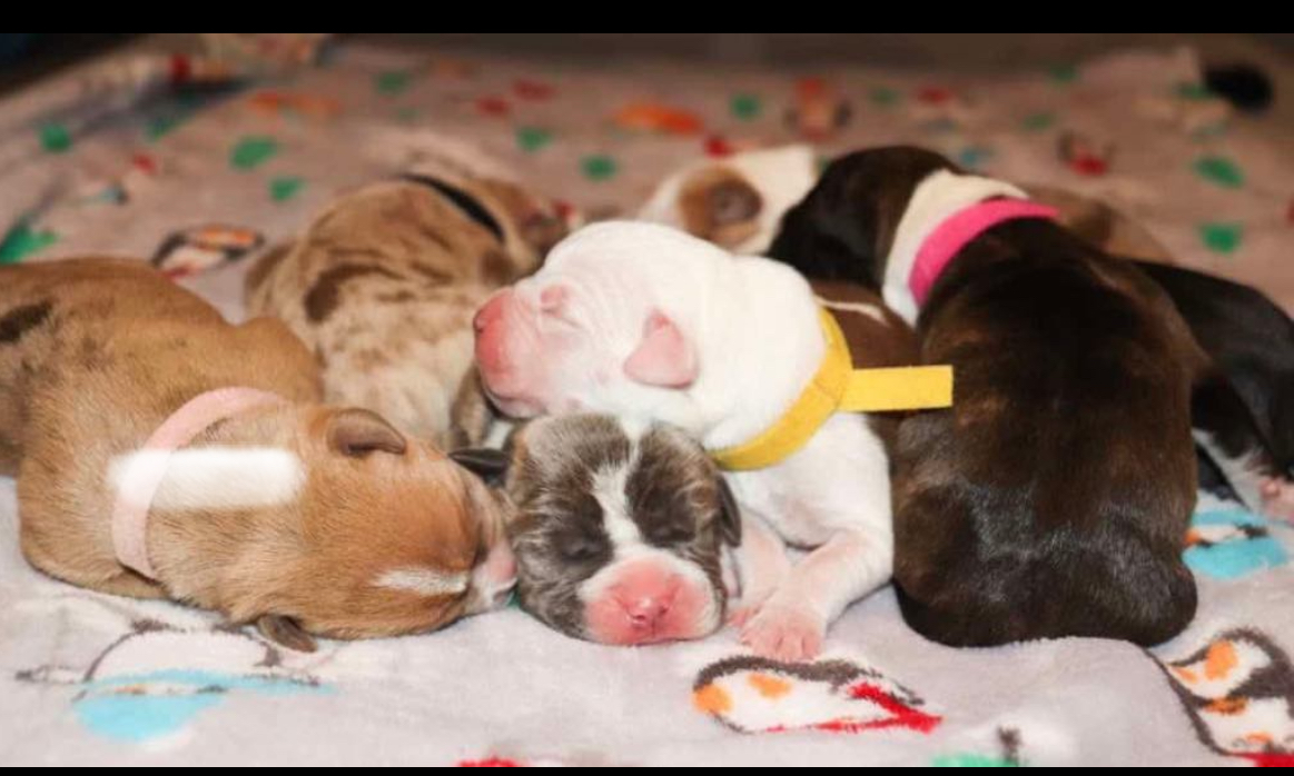 Dog Featured Image