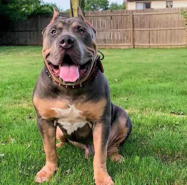 Dog Featured Image