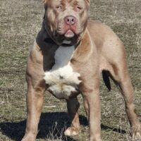Dog Featured Image