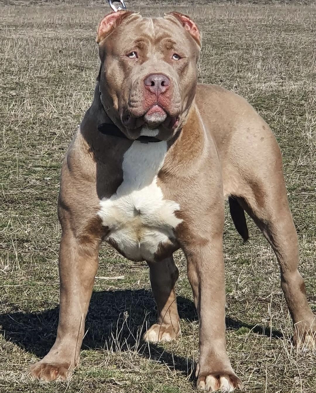 Dog Featured Image