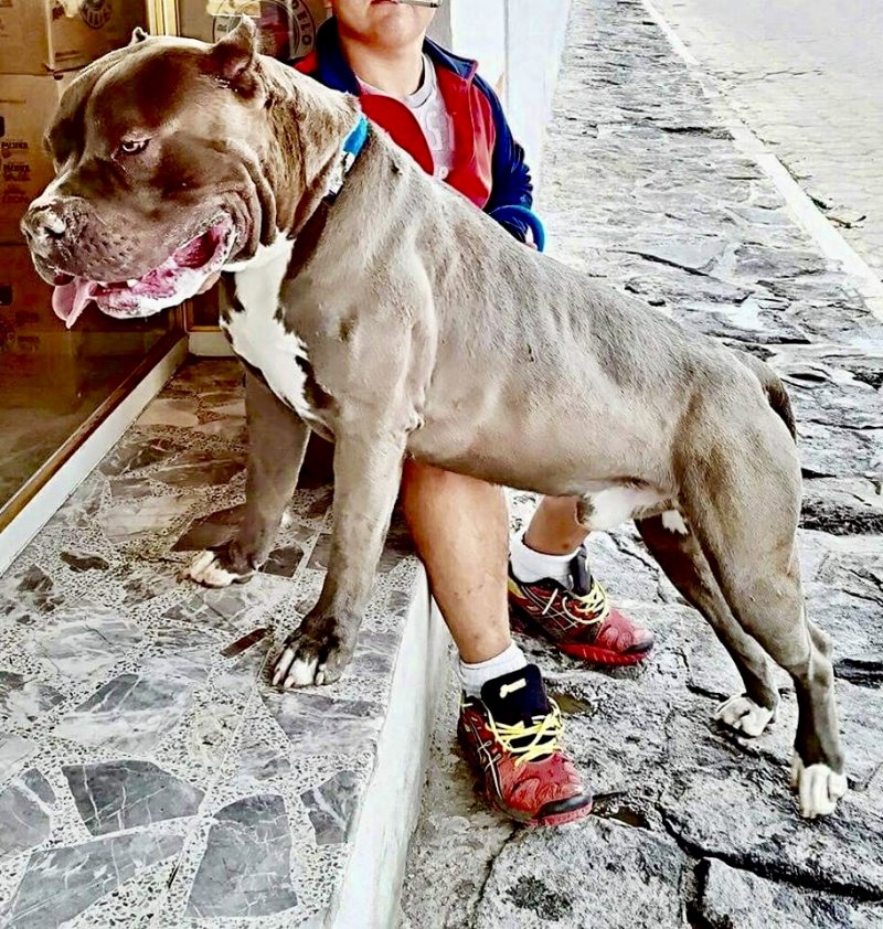 Dog Featured Image