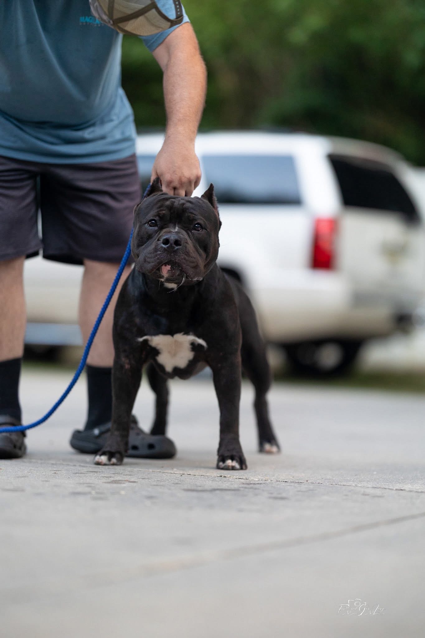 Dog Featured Image