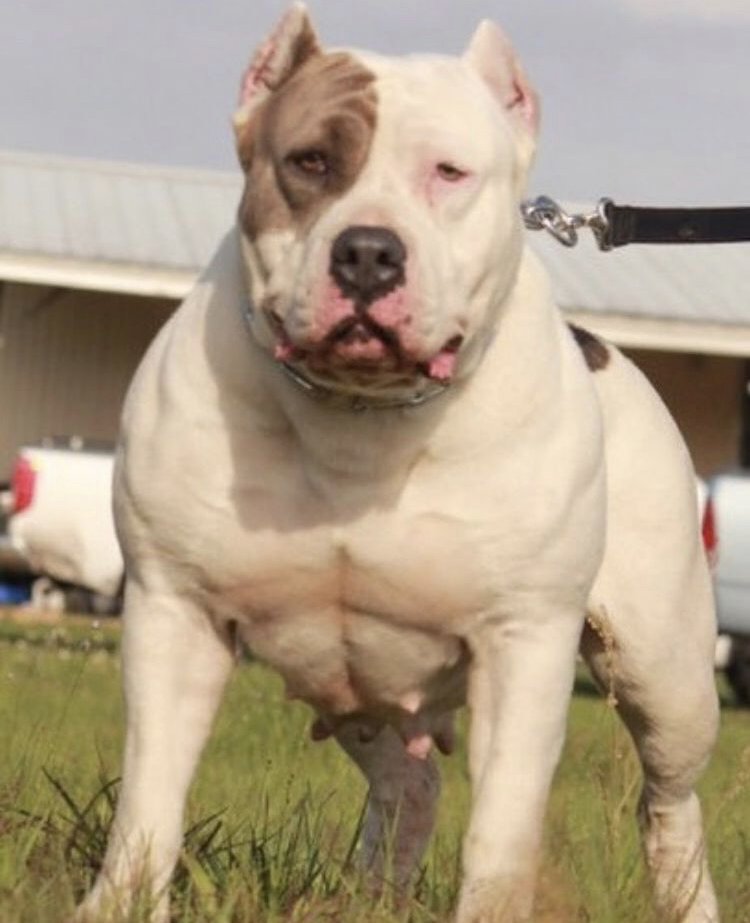 Dog Featured Image