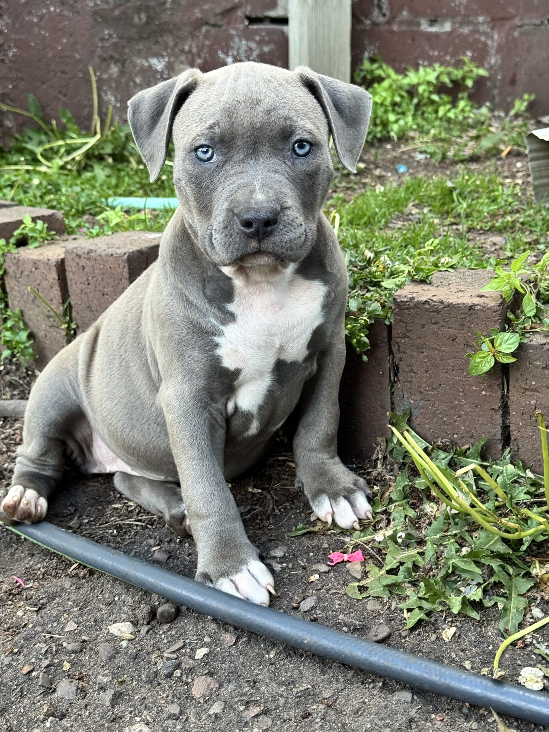 Dog Featured Image