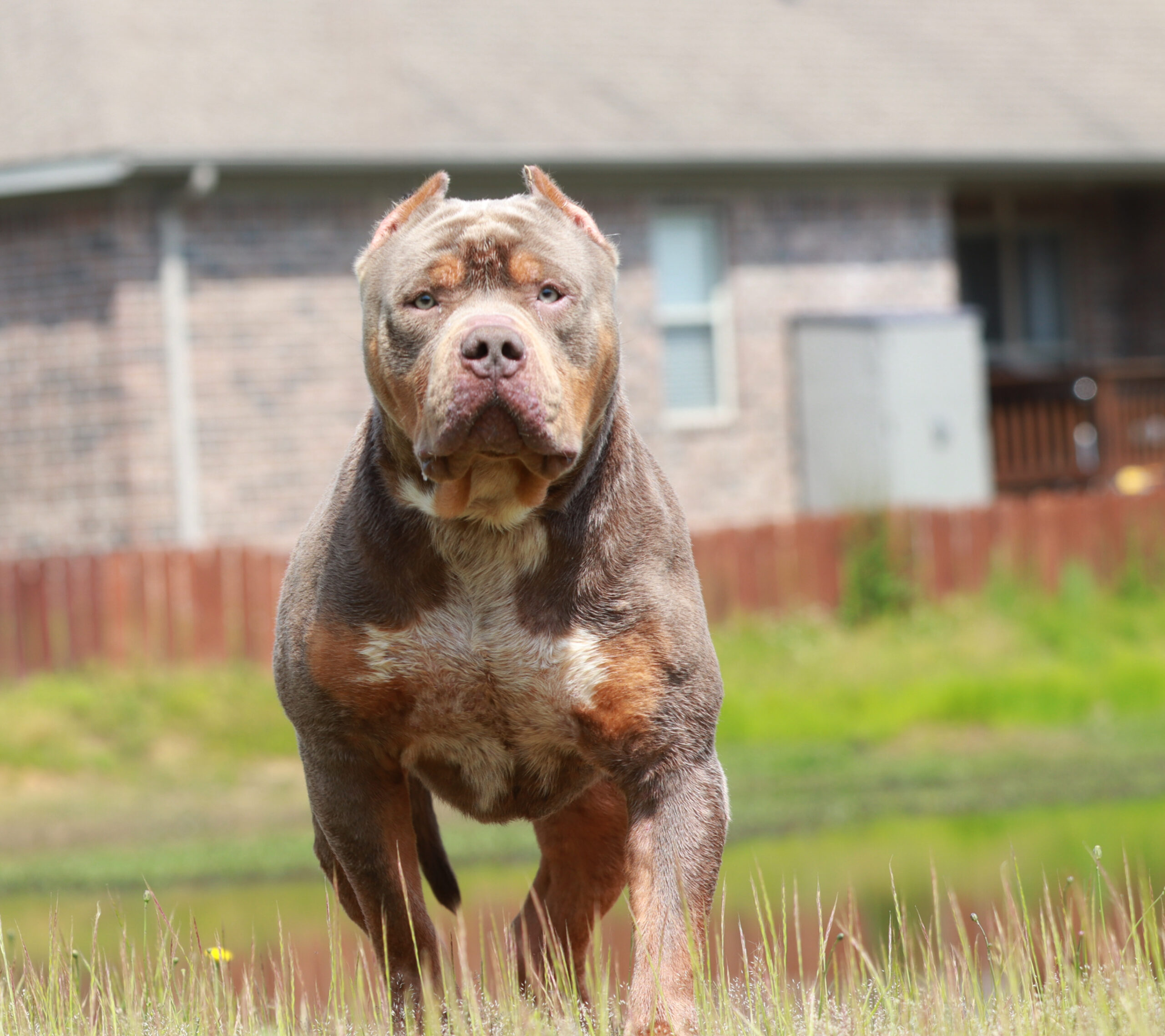 Dog Featured Image