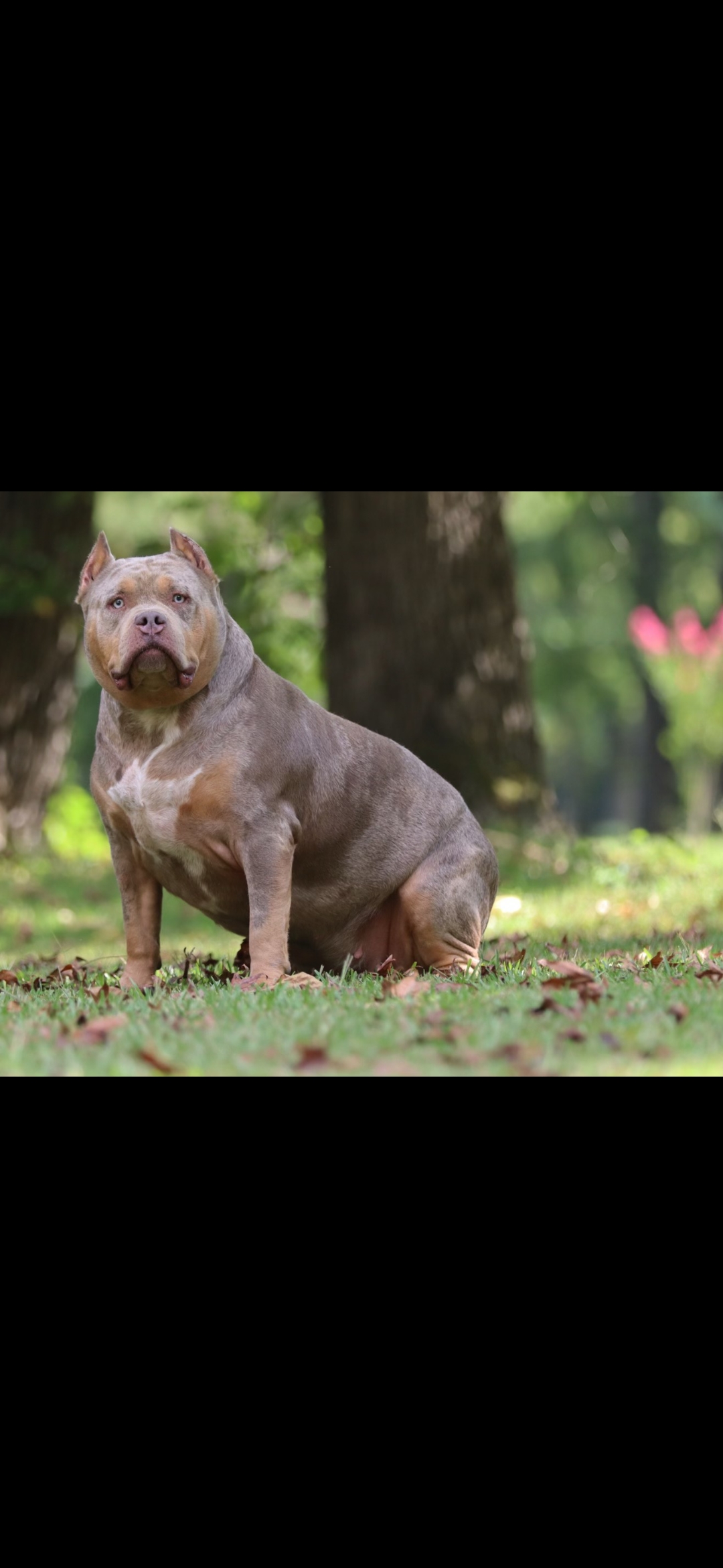 Dog Featured Image