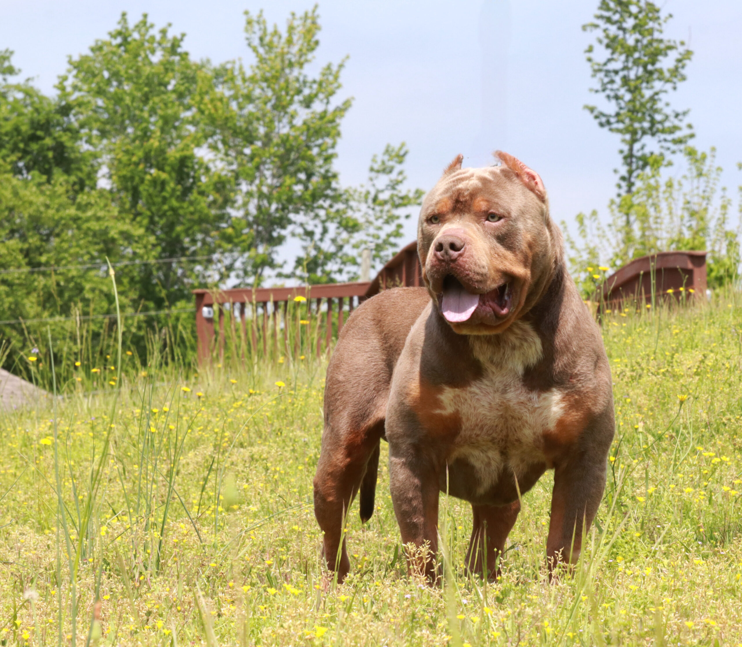 Dog Featured Image