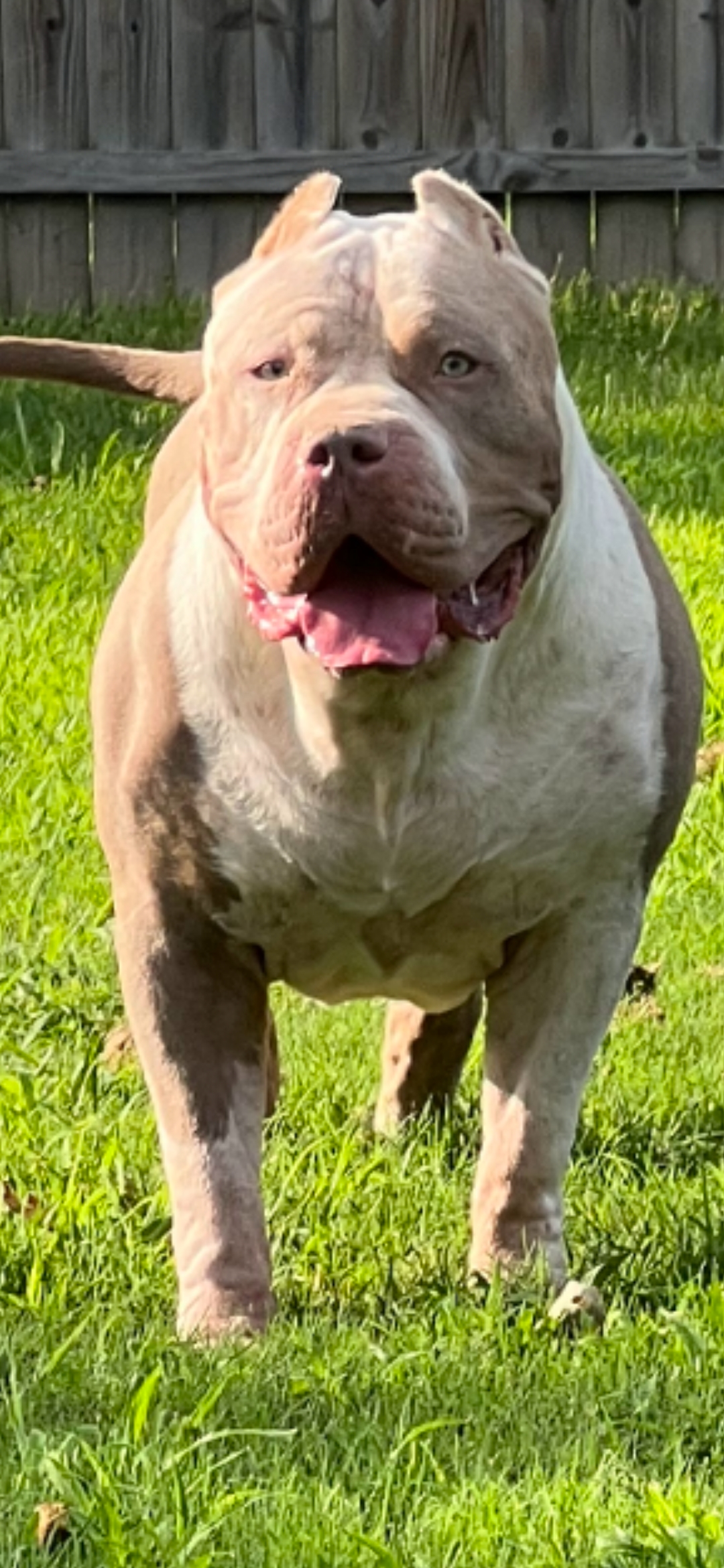 Dog Featured Image