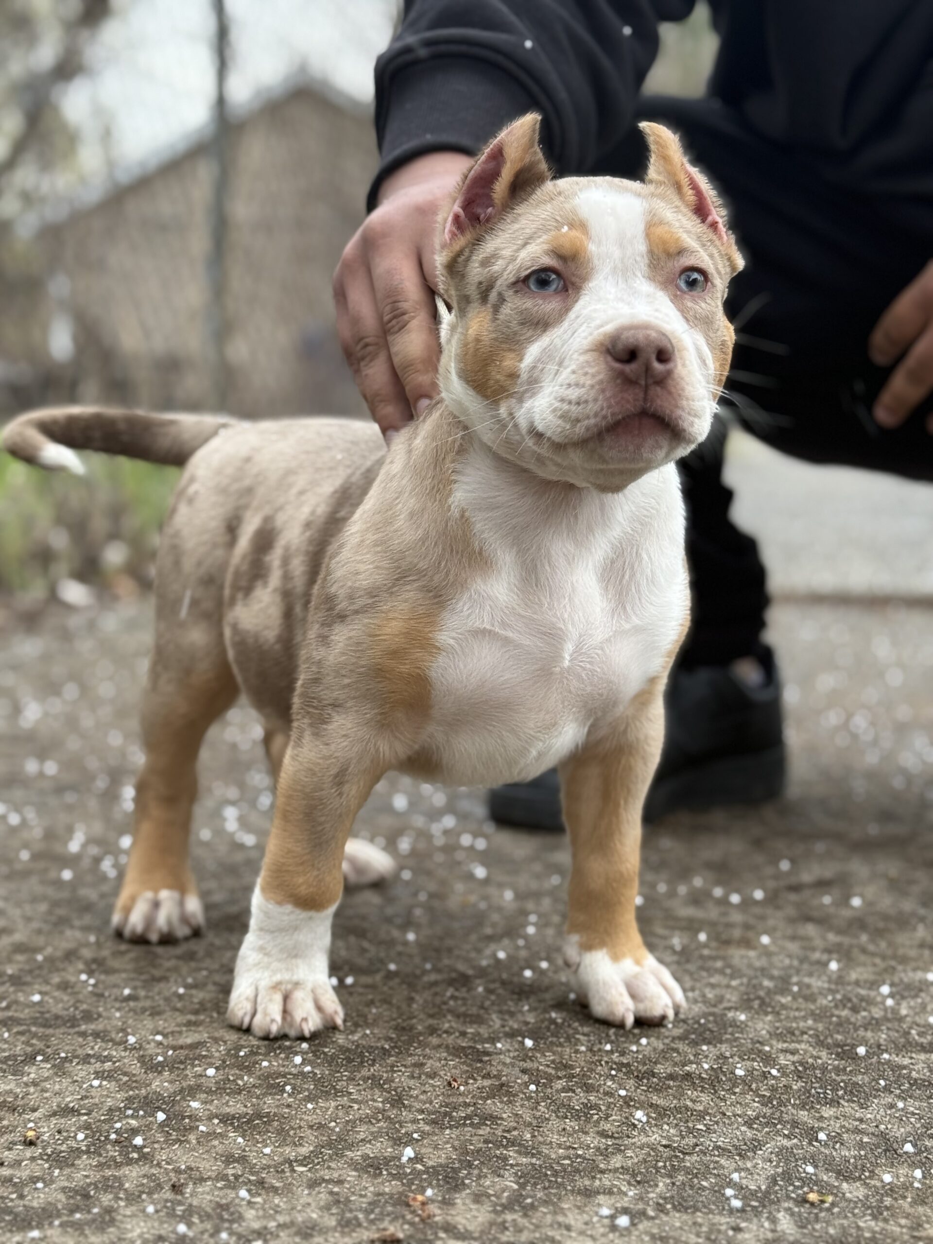 Dog Featured Image