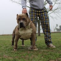 Dog Featured Image