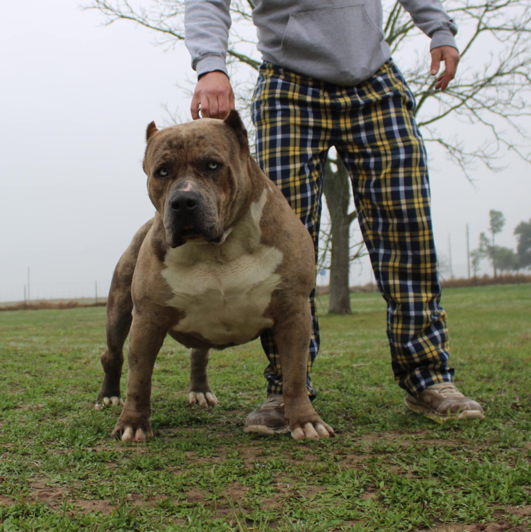 Dog Featured Image