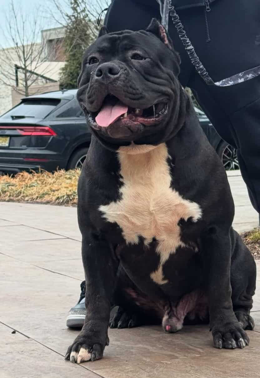 Dog Featured Image
