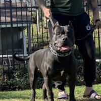 Dog Featured Image