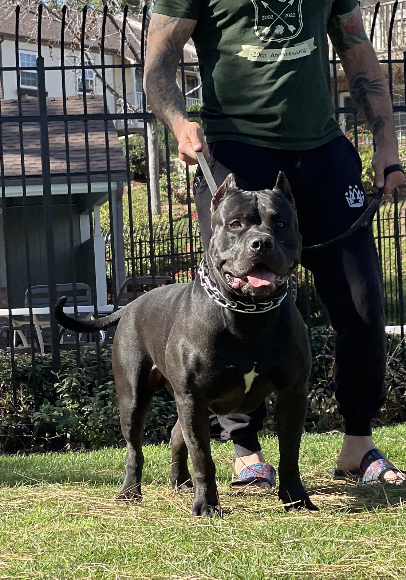 Dog Featured Image